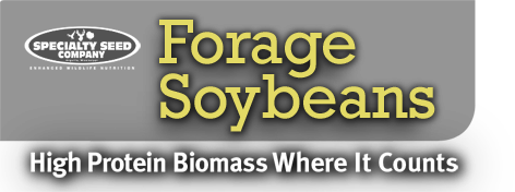 Forage Soybeans