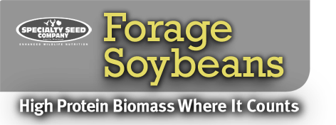 Forage Soybeans